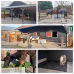 Pension stalling / paddock paradise, Dieren en Toebehoren, Stalling en Weidegang, Stalling