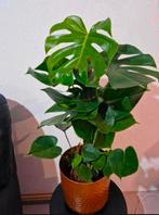 Planten, Ophalen, Halfschaduw, Minder dan 100 cm