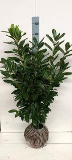 Prunus laurier Novita, Ophalen, Laurier, 100 tot 250 cm