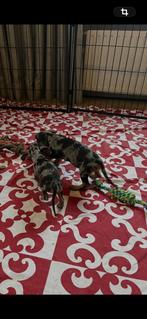 Lieve teckel pups, Parvo, 8 tot 15 weken, Korthaar, Dwerg