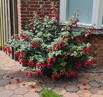 Fuchsia planten (Boeren Fuchsia), Ophalen, Zomer, Overige soorten, Volle zon
