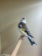 Majur Putter  pop, Dieren en Toebehoren, Vrouwelijk, Wildzangvogel