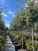 Steeneik quercus ilex bomen in verschillende maten!, Ophalen of Verzenden, Halfschaduw, Overige soorten