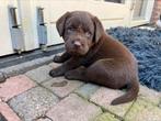 Schitterende bruine Labrador pups met Stamboom., CDV (hondenziekte), 8 tot 15 weken, Labrador retriever, Meerdere