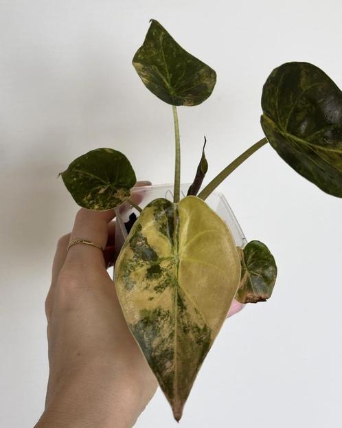 Alocasia Wentii Gold Variegated 2, Huis en Inrichting, Kamerplanten, Overige soorten, Minder dan 100 cm, Ophalen of Verzenden