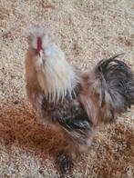 Haantje gratis af te halen., Dieren en Toebehoren, Pluimvee