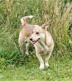 Super duo, Dieren en Toebehoren, Honden | Niet-rashonden, 6 jaar of ouder, Particulier, CDV (hondenziekte), Buitenland