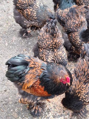 Brahma groot goud zwart gezoomd broedeieren  beschikbaar voor biedingen