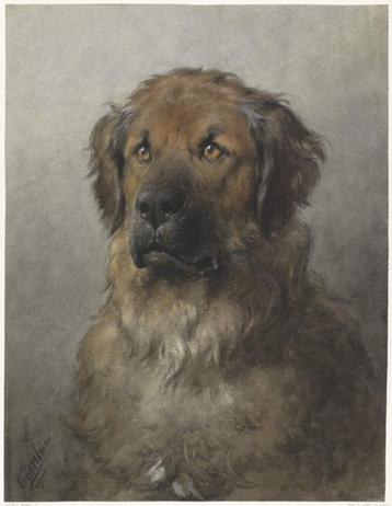 Kop van een Leonberger - Otto Eerelman beschikbaar voor biedingen