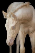 Getalenteerde AQHA / Quarter Horse Smokey Cream, Dieren en Toebehoren, Paarden, Minder dan 160 cm, Gechipt, Niet van toepassing