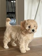 Maltipoo pup – 3 maanden oud, Particulier, Rabiës (hondsdolheid), Overige rassen, 8 tot 15 weken