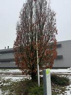 Te koop meerdere diverse vlaggenmasten., Ophalen, Gebruikt, Nvt, Nvt