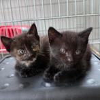 Boerderij kittens, europese korthaar., Meerdere dieren, Kortharig, 0 tot 2 jaar