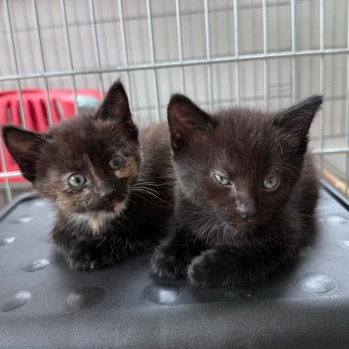 Boerderij kittens, europese korthaar., Dieren en Toebehoren, Katten en Kittens | Overige Katten, Kortharig, Meerdere dieren, 0 tot 2 jaar