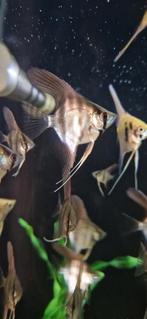 Silver scalare Maanvissen