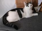 Poespoes de poes, (steriel, chip en vaccin ), Poes