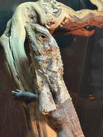 Kraaghagedis, Dieren en Toebehoren, Slang, Met terrarium, 0 tot 2 jaar