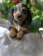 Lieve langharige dwerg teckel pups, Dieren en Toebehoren, CDV (hondenziekte), 8 tot 15 weken, Dwerg, Langhaar