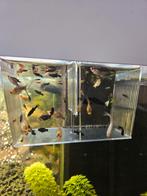 Verschillende soorten molly's, Dieren en Toebehoren, Vissen | Aquariumvissen, Vis, Zoetwatervis