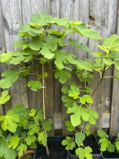 Exotisch vijgenboom/vijgenplant bijzondere soort, Tuin en Terras, Planten | Fruitbomen, Vijgenboom, Volle zon, Zomer, In pot, Ophalen of Verzenden