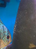 Discus vissen, Dieren en Toebehoren, Vissen | Aquariumvissen, Vis, Zoetwatervis, Schoolvis
