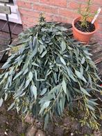 eucalyptus takken, Huis en Inrichting, Kamerplanten, Verzenden, Overige soorten, Minder dan 100 cm