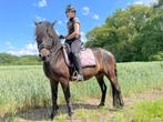 Superlieve, bomproof huzule (karpatische pony) merrie, Dieren en Toebehoren, Merrie, B, 7 tot 10 jaar, Gechipt