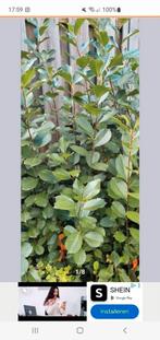 Diverse tuin planten, GRATIS., Tuin en Terras, Planten | Struiken en Hagen, Ophalen, Conifeer, 100 tot 250 cm