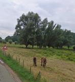 Weiland voor begrazing. Asselt (Nabij Roermond en Swalmen)