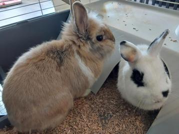 Twee lieve konijntjes incl dubbeldek hok beschikbaar voor biedingen