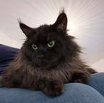Dekkater maine coon black smoke, Dieren en Toebehoren, 0 tot 2 jaar