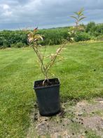 Perziken boom, Ophalen, Volle zon, Vaste plant, Zomer