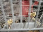 2 Kanaries, Dieren en Toebehoren, Geslacht onbekend, Kleurkanarie