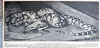 Artis 1919; de python voedt zich met dode duiven, Verzenden, Voor 1940, Gebruikt, Dier