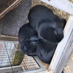 Te koop 3 konijntjes 1 gecastreerde mannen, Dieren en Toebehoren, Konijnen, Mannelijk