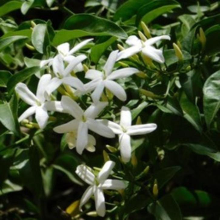 klimop Toscaanse jasmijn-Trachelospermum Jasminoides, Tuin en Terras, Planten | Struiken en Hagen, Haag, Overige soorten, 100 tot 250 cm