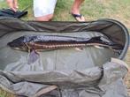 Twee keer Diamantsteuren, Dieren en Toebehoren, Karper of Koi