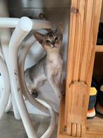 Abessijn kitten (kater), Kater, Gechipt