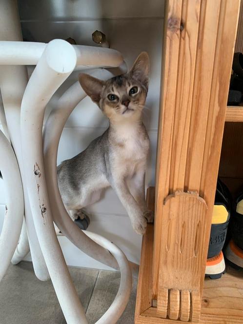 Abessijn kitten (kater), Dieren en Toebehoren, Katten en Kittens | Raskatten | Korthaar, Kater, Gechipt