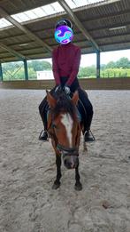 Verzorger aangeboden / verzorgpony (verzorgpaard) gezocht, Dieren en Toebehoren, Ophalen of Verzenden