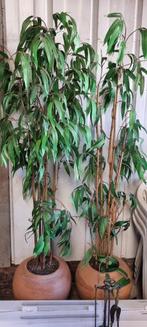 kunststof planten in pot, Kunststof, Gebruikt, Minder dan 60 cm, Rond