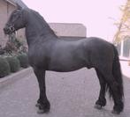 Fries tuigpaard menpaard, Dieren en Toebehoren, Paarden, Hengst, Tuigpaard, 165 tot 170 cm, Met stamboom