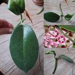 Hoya Stekje: Hoya Calycina 'Stargazer', Endauensis etc., Huis en Inrichting, Kamerplanten, Ophalen of Verzenden, Halfschaduw, Minder dan 100 cm