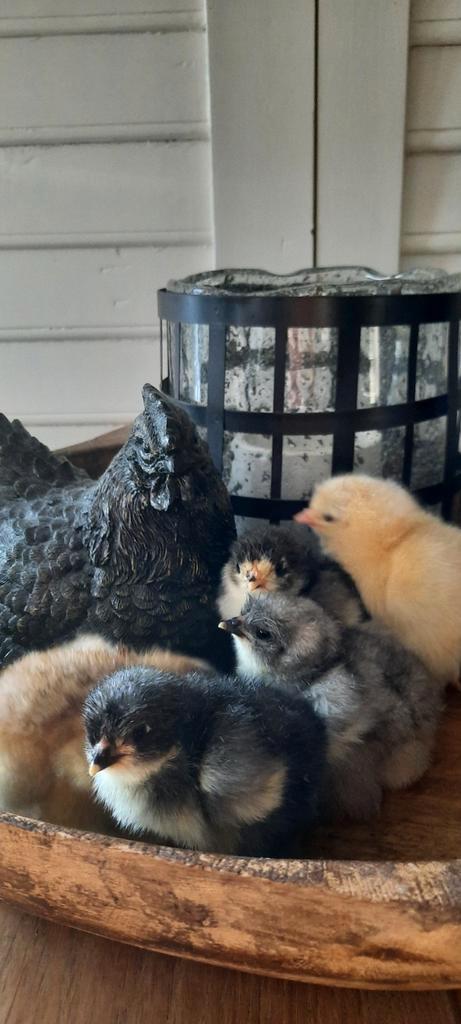Prachtige groothoender brahma kuikens zwart isabel blauw wit, Dieren en Toebehoren, Pluimvee, Kip, Meerdere dieren
