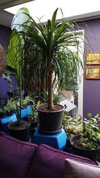 Enorme olifantspoot kamerplant, Huis en Inrichting, Kamerplanten, Ophalen, Overige soorten, 100 tot 150 cm