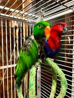 1-1 Tam kweekkoppel Edel Papegaaien, Dieren en Toebehoren, Vogels | Parkieten en Papegaaien, Meerdere dieren, Papegaai, Pratend
