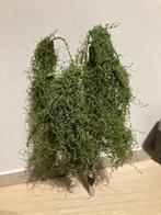 MBR boom Ho + bomen berk, Hobby en Vrije tijd, Modeltreinen | H0, Overige merken, Gebruikt, Natuur, Gelijkstroom of Wisselstroom
