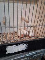 10 witte  zebra vinken  mannen en poppen, Dieren en Toebehoren, Meerdere dieren