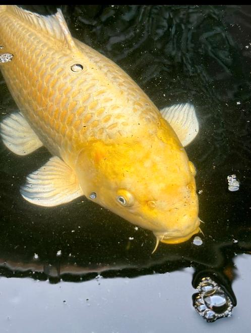 Compleet te koop , zeer mooie japanse kois, Dieren en Toebehoren, Vissen | Vijvervissen, Karper of Koi