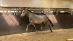 Te koop: 4-jarige schimmel ruin (1.64), Dieren en Toebehoren, Paarden, Springpaard, Ruin, 3 tot 6 jaar, 160 tot 165 cm
